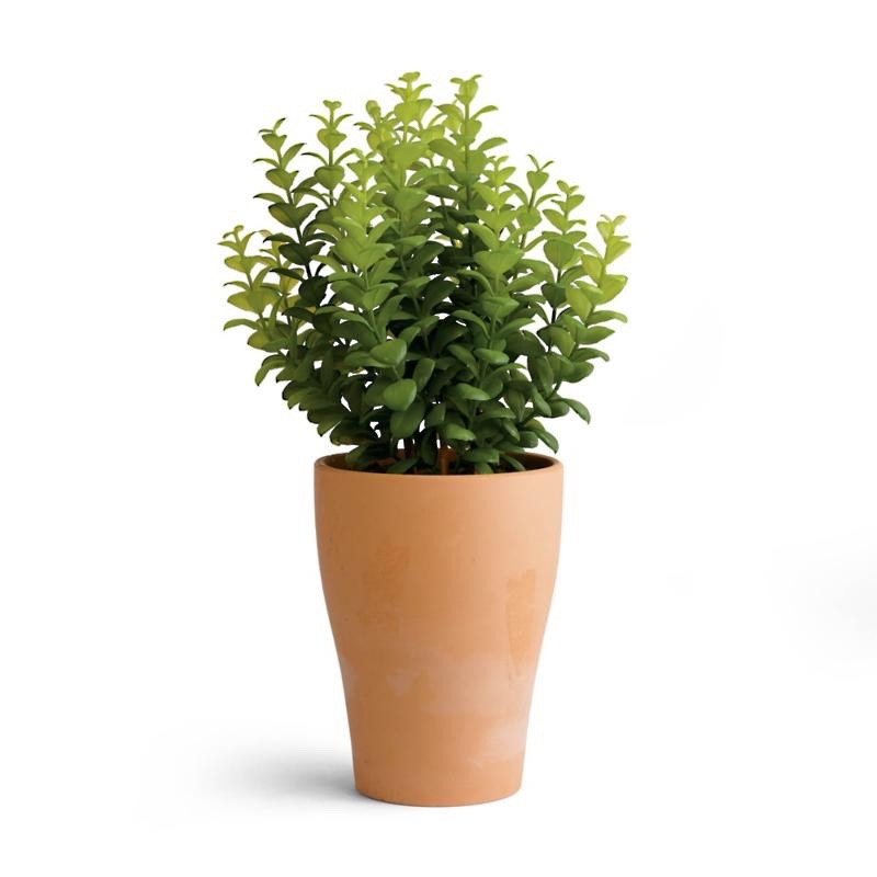 Frontgate leafy green outdoor or indoor Eucalyptus Terra Cotta Potted 12″ Plant