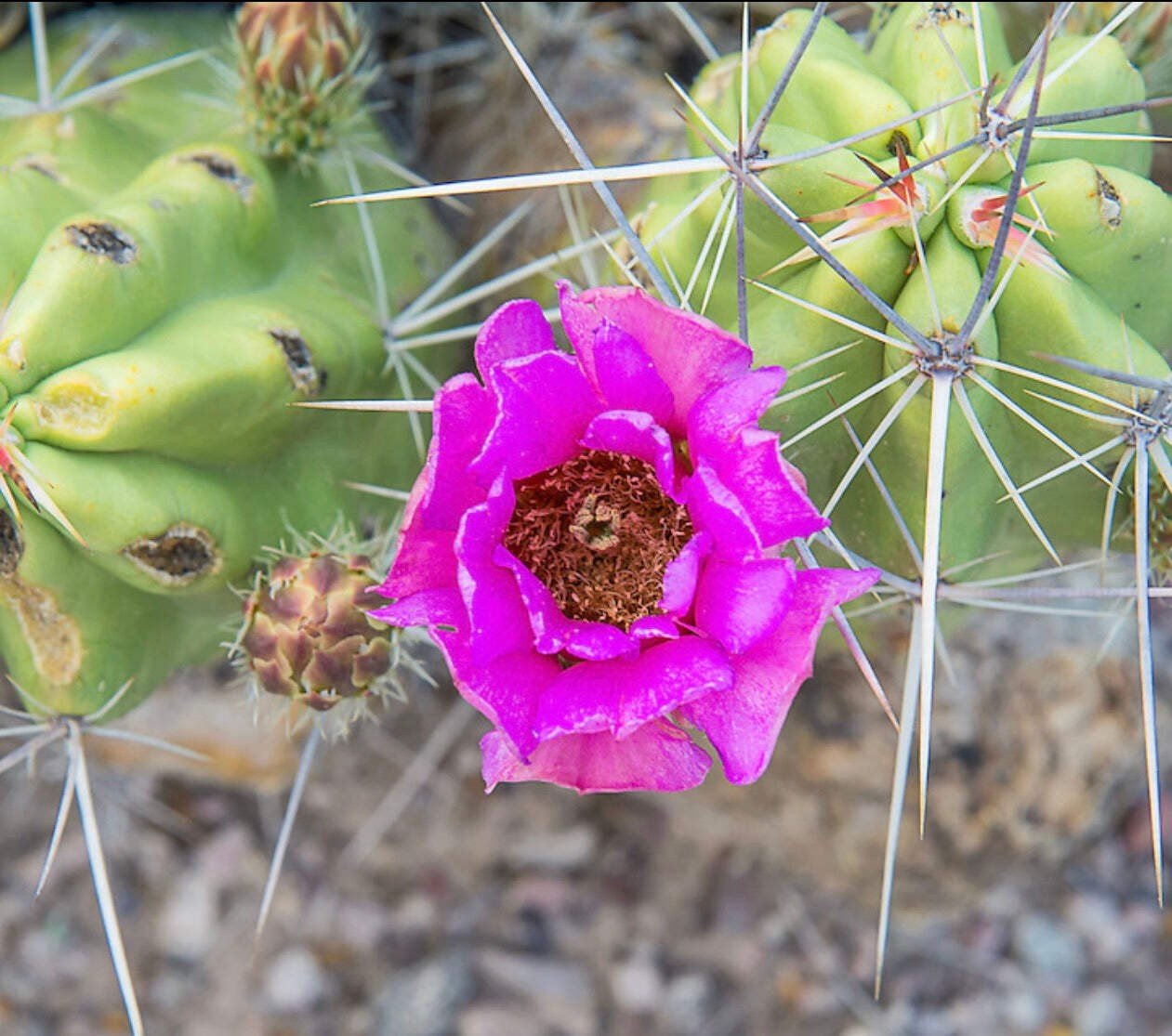 Echinocereus sarissophorus SEEDS – Rare Cactus SEEDS