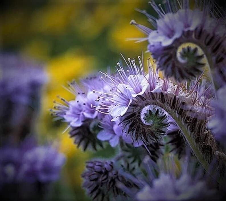 200 Pcs Cute Lacy Phacelia Flower Seeds
