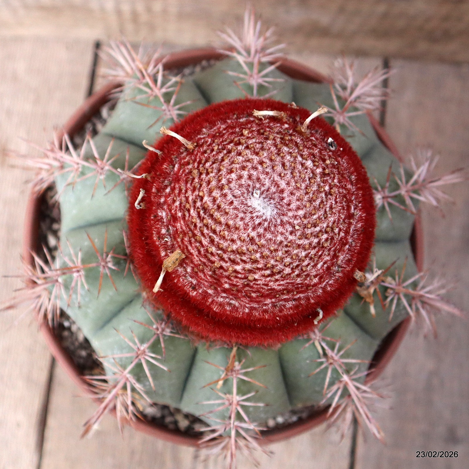 D7901 MELOCACTUS BAHIENSIS pot22-H19-W21 cm MaMa Cactus