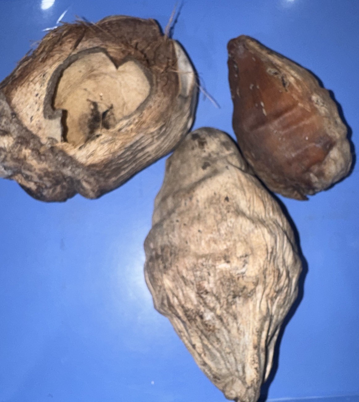 Lot Of 3 Large Coconut Jamaica Beach Whole Husk & Shell 7-9” organic texture