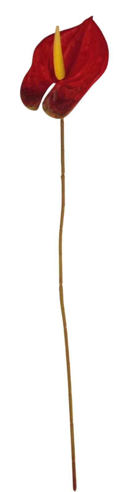 Red Artificial Anthurium Stems 23 Inch Faux Tropical Flowers Modern Home Decor