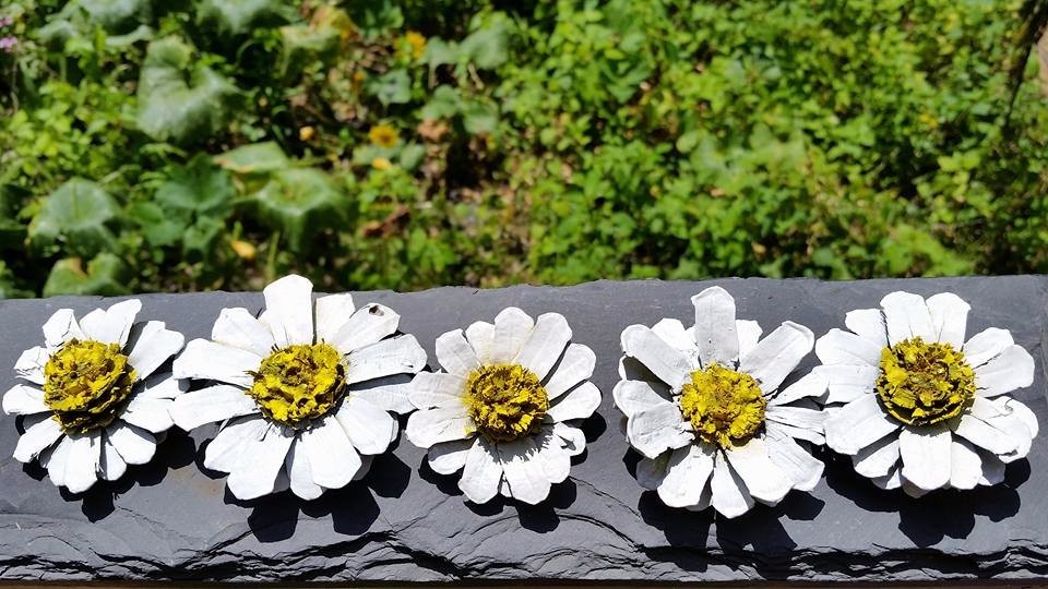 Painted Pine cone daisy Zinnia Flowers Zinnia Pine cones White daisy Set of 3
