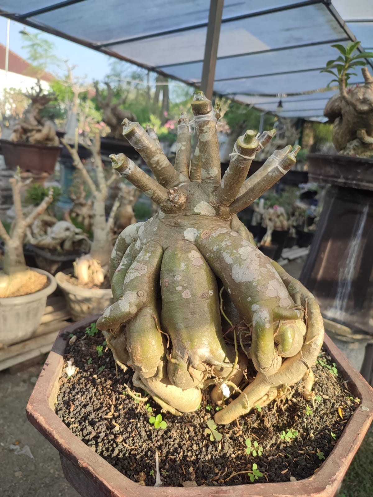 Adenium octopus roots – bonsai adenium obesum