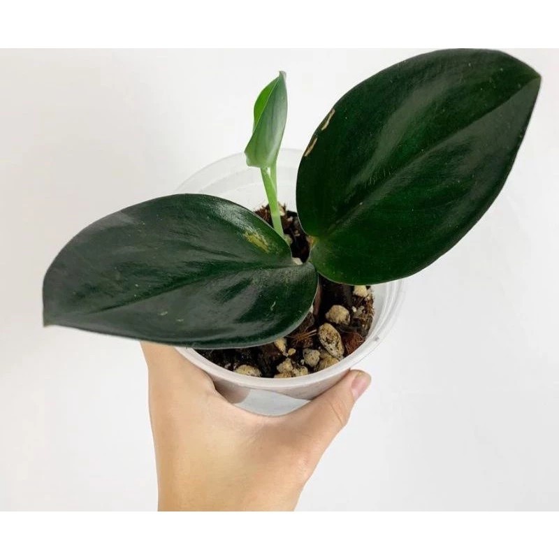 Scindapsus Dark Form Rare Deep Green Foliage Live Plant Grow in Pot