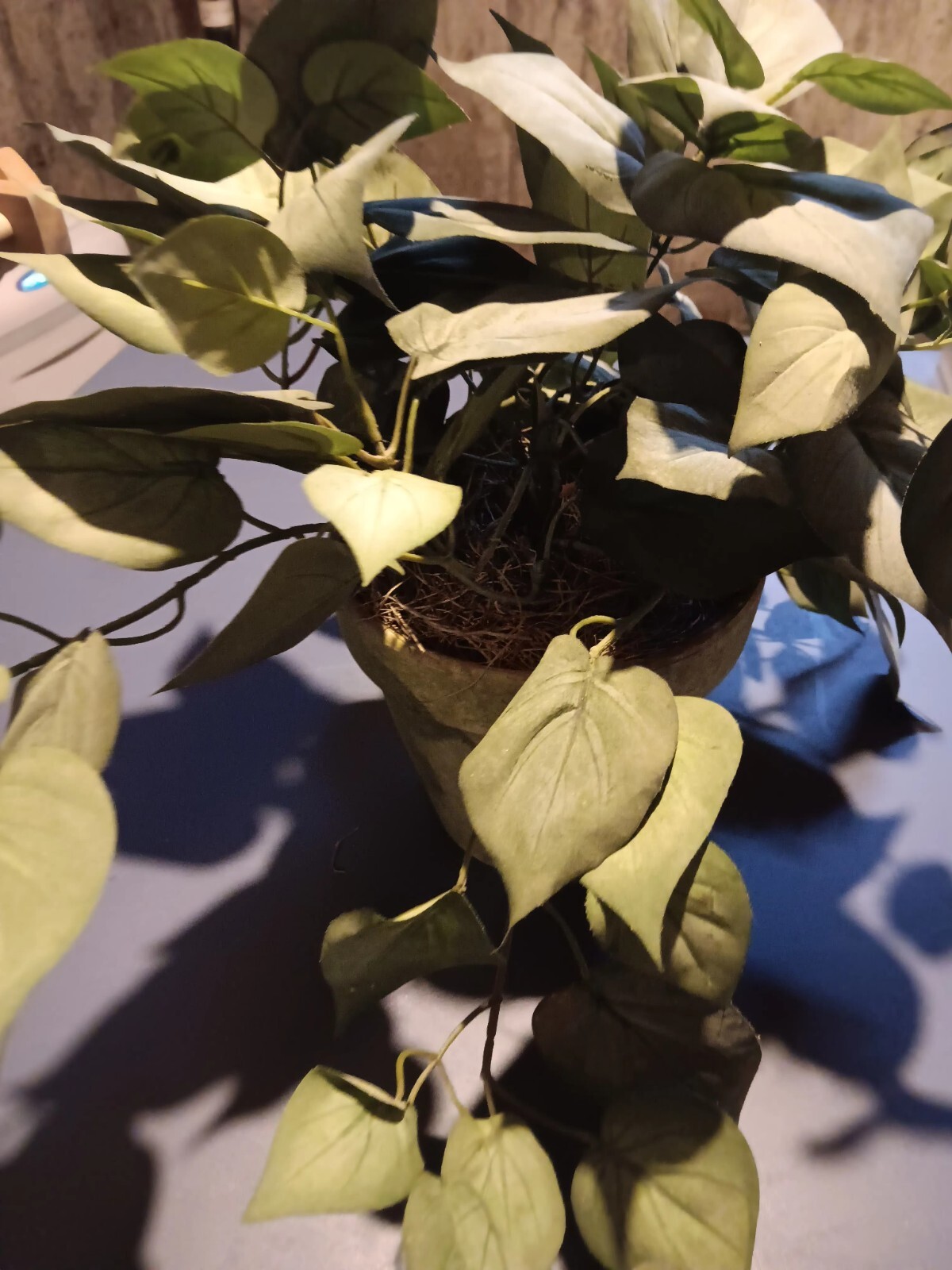 Realistic Indoor Plant