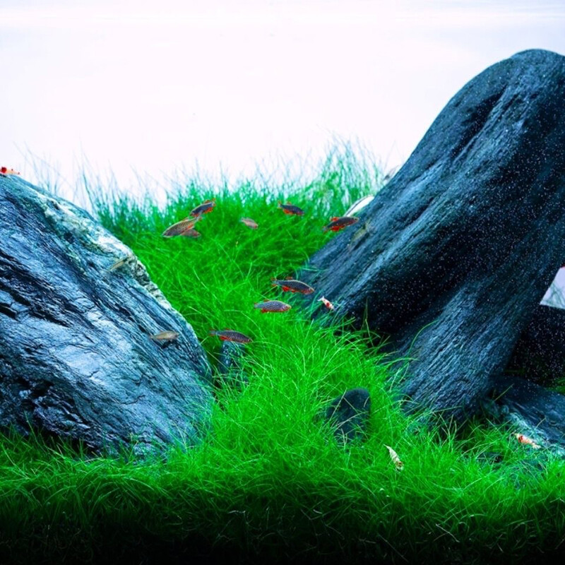 Aquarium Plant seeds Fish Tank Aquatic Water Grass Foreground Easy Plants 10g