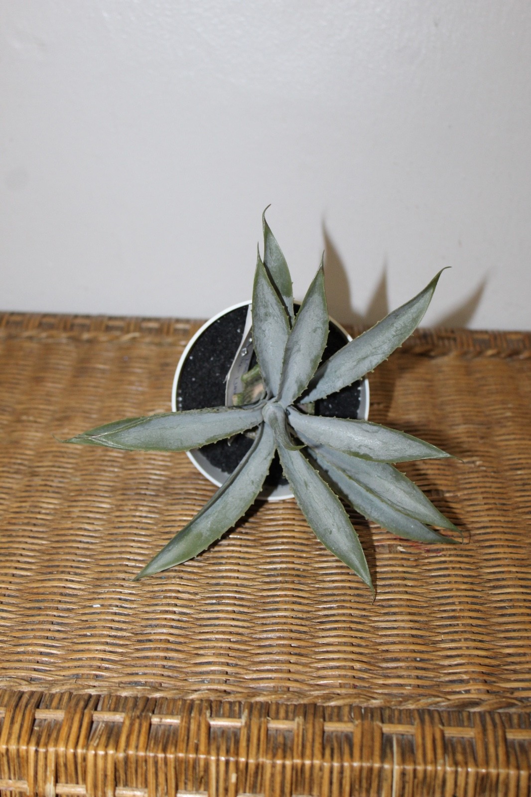 Williams Sonoma Artificial Potted Aloe.