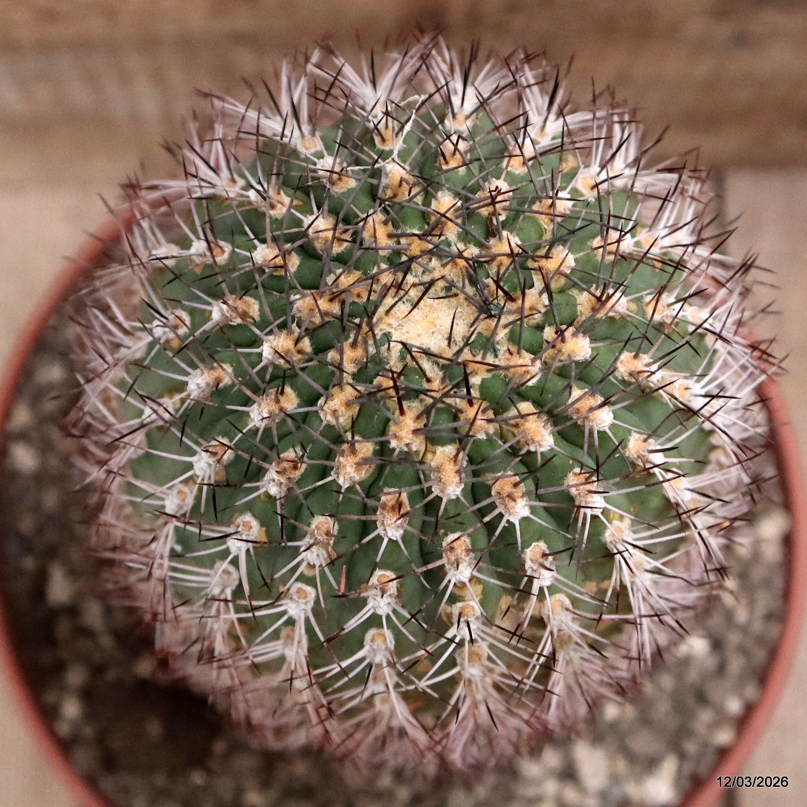 D7978 ACANTHOCALYCIUM THIONANTHUM pot22-H23-W11,5 cm MaMa Cactus