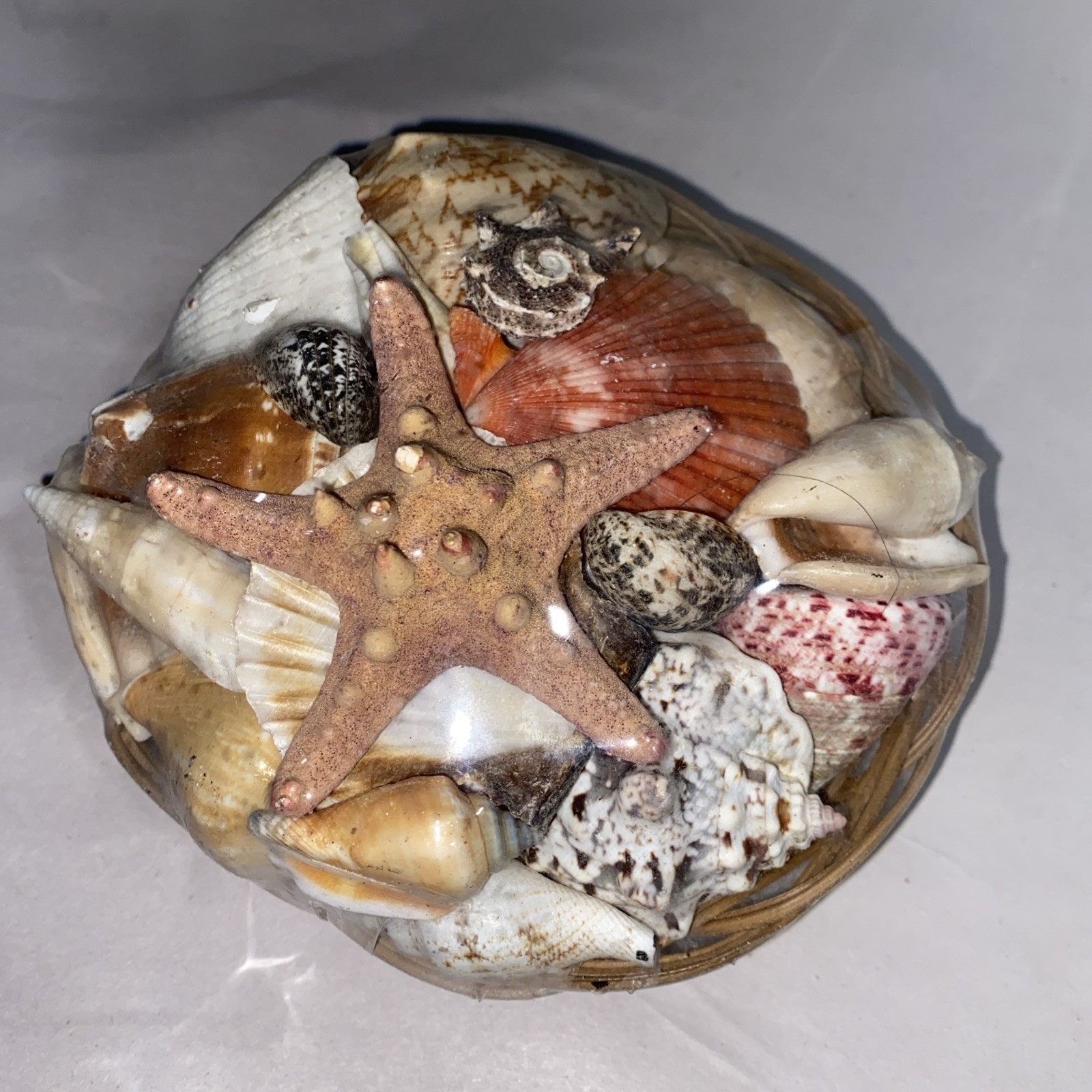 Pacific Authentic Seashells in Basket – Home Office Spa Decoration Assorted