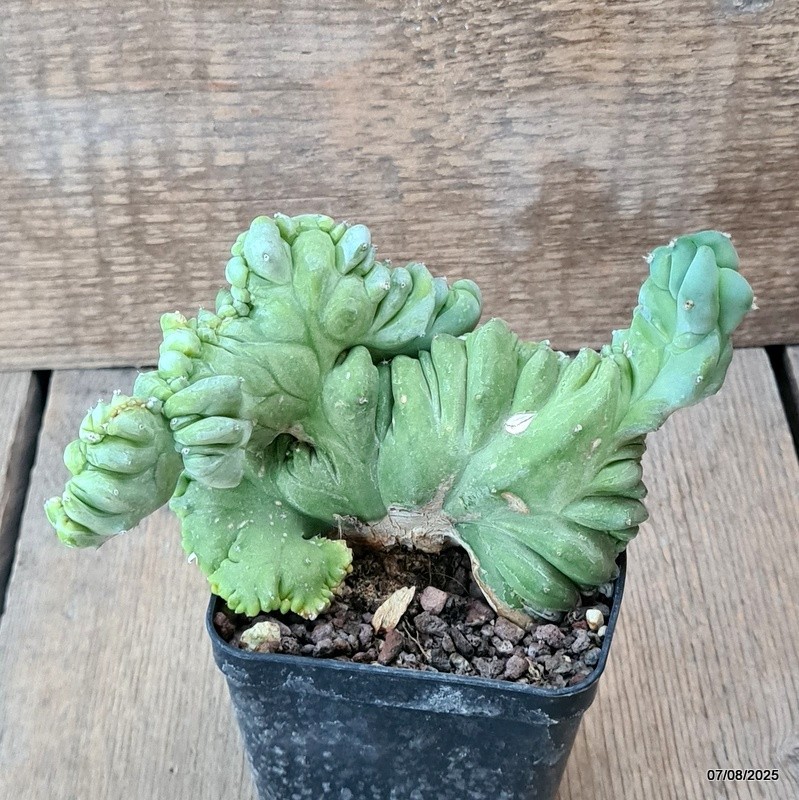 D5750 MYRTILLOCACTUS GEOMETRIZANS CRESTED pot8-H10-W15 cm MaMa Cactus
