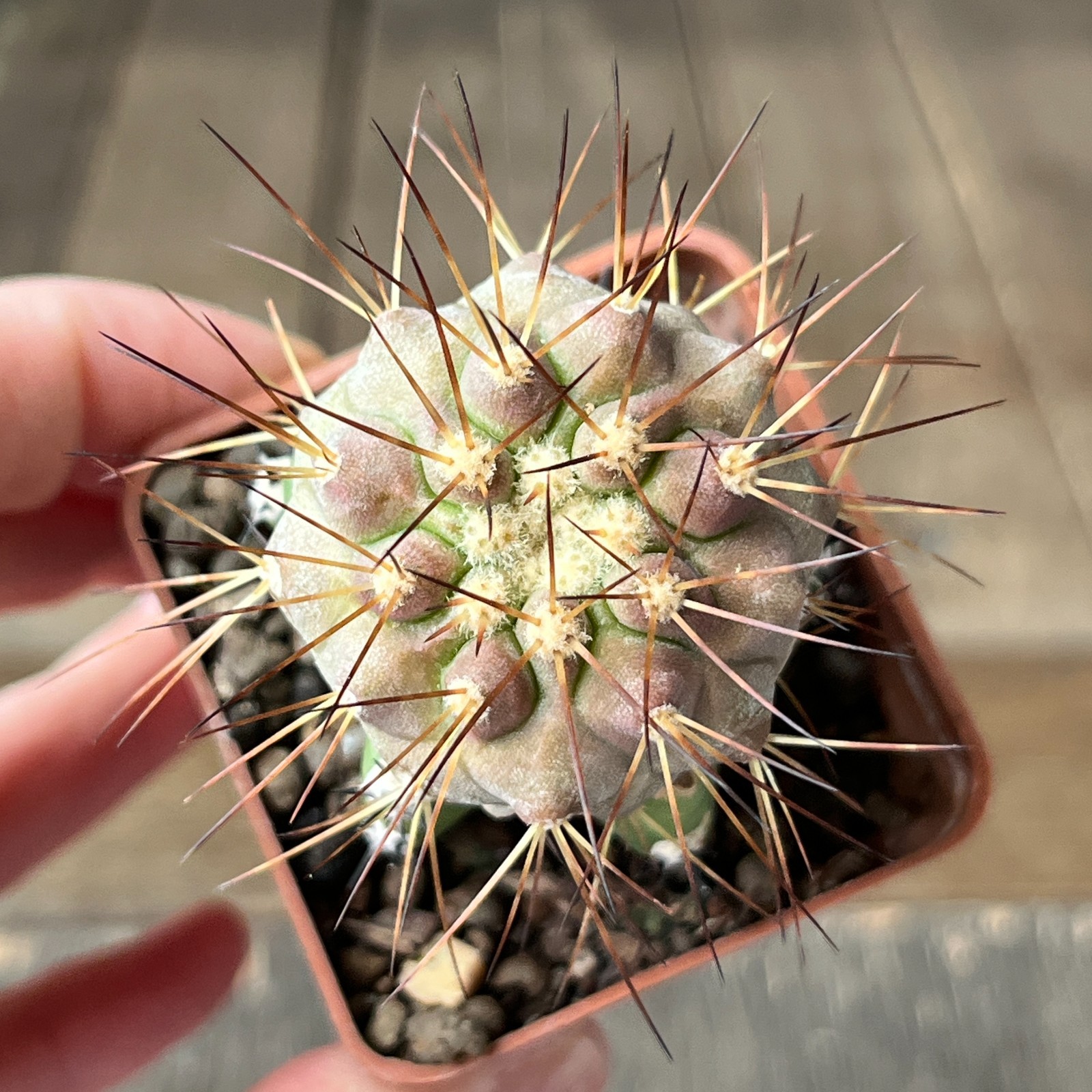 A28-78 Copiapoa cinerea v. tenebrosa, JN1688, Quebrada San Ramon, Ant, grafted