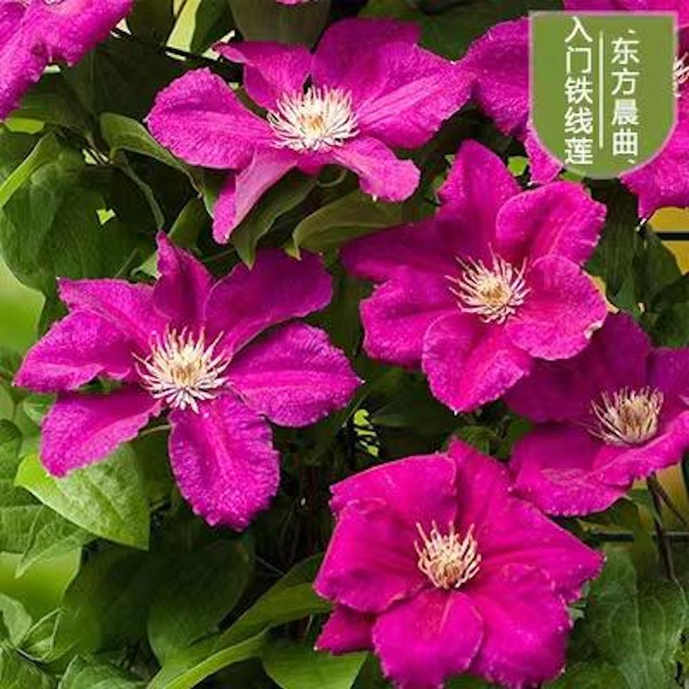 (10) CLEMATIS SEEDS rare exotic climber flower vine garden USA SELLER W/TRACK