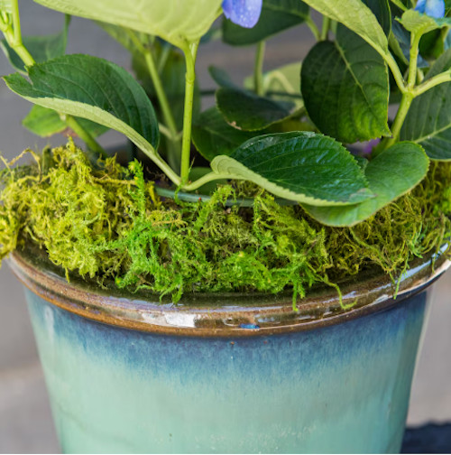 Moss Preserved DARK GREEN – Fairy Gardens Terrariums, Craft, DIY, Floral 1Kg