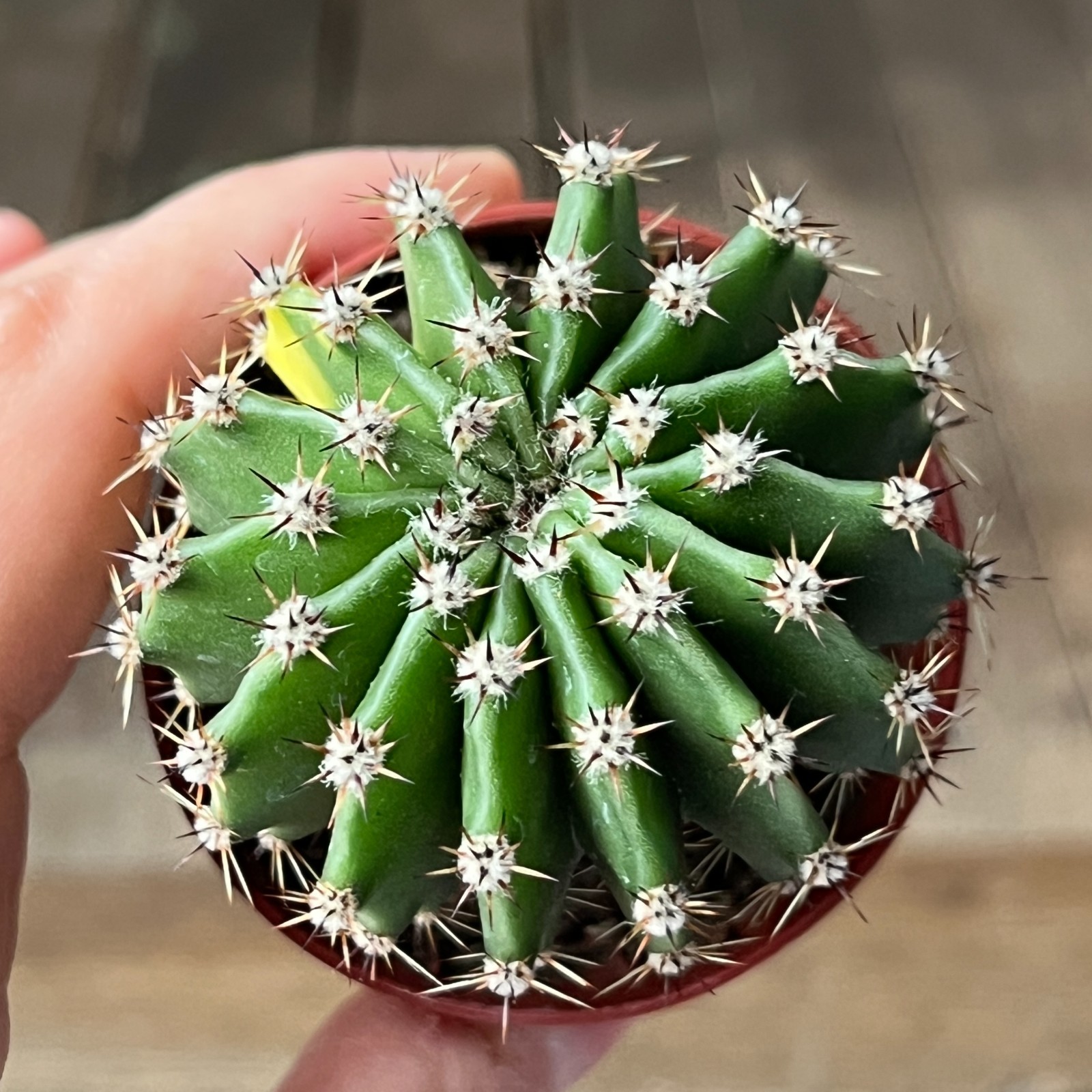 A25-2096 Echinopsis hybr f. variegata, own root