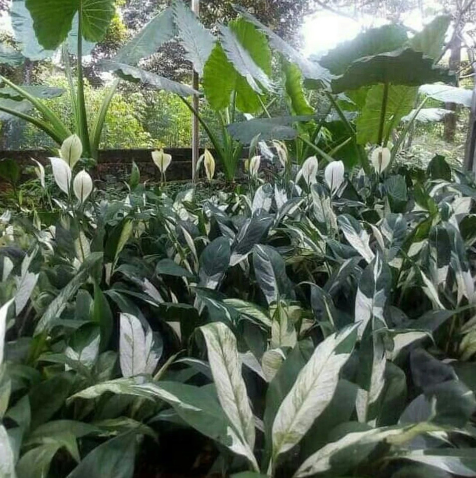 Spathiphyllum Peace Lily Variegated Real Pikture