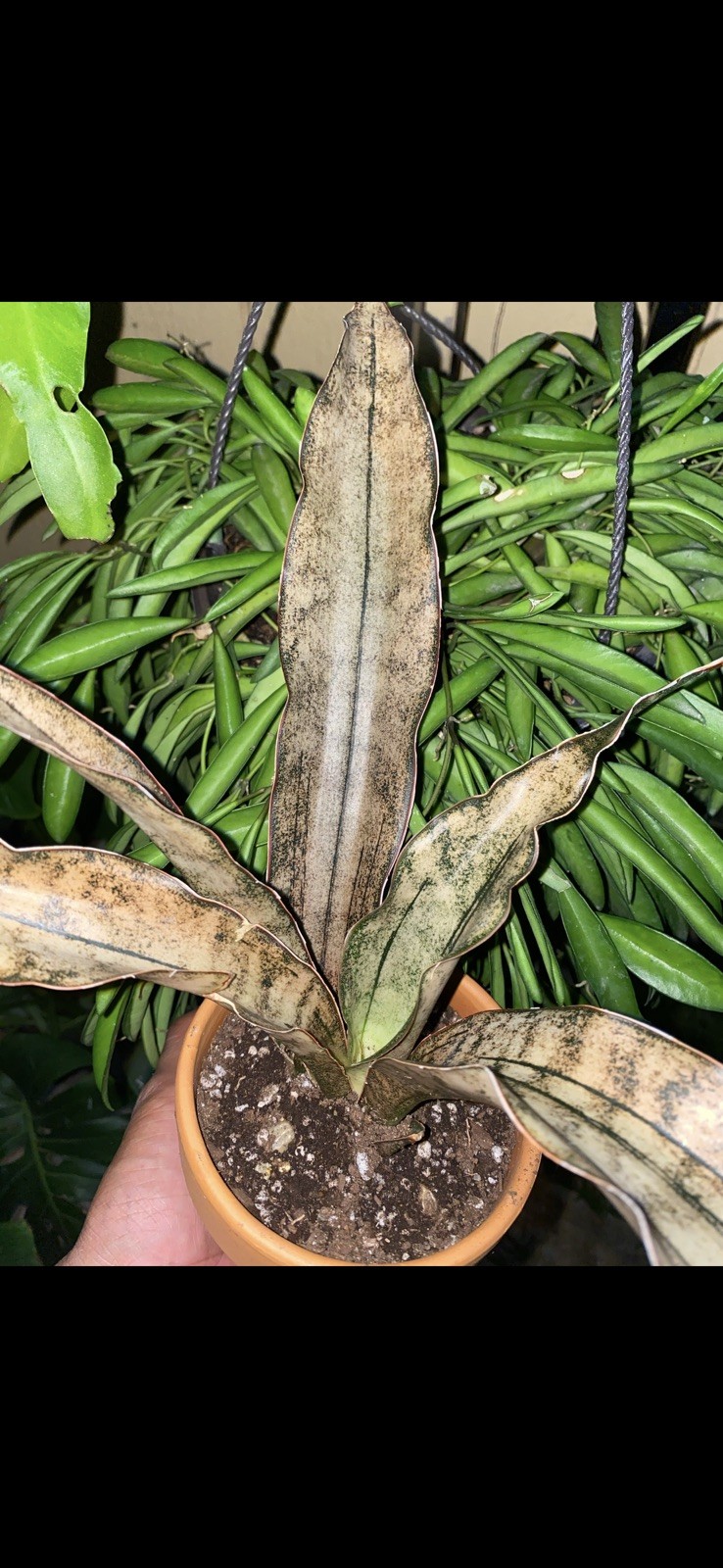 Rare Sansevieria Kirkii Copper ToneVariegated Rare Unique Snake Plant