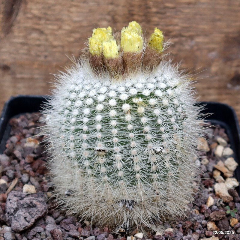 D4309 NOTOCACTUS SCOPA pot14-H9-W8 cm MaMa Cactus