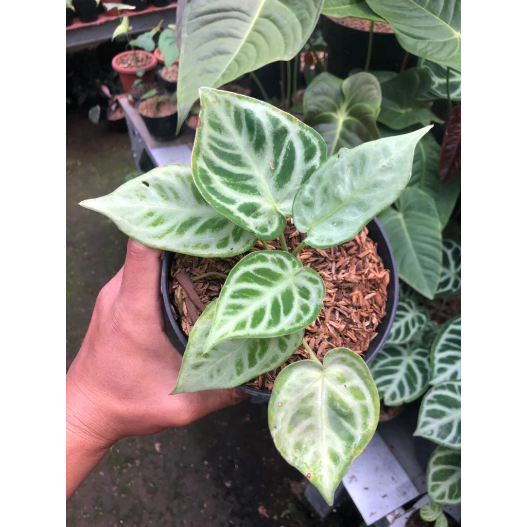 Anthurium silver Chrome Mutation Unique Live Tropical Exotic Plant Rare PL158