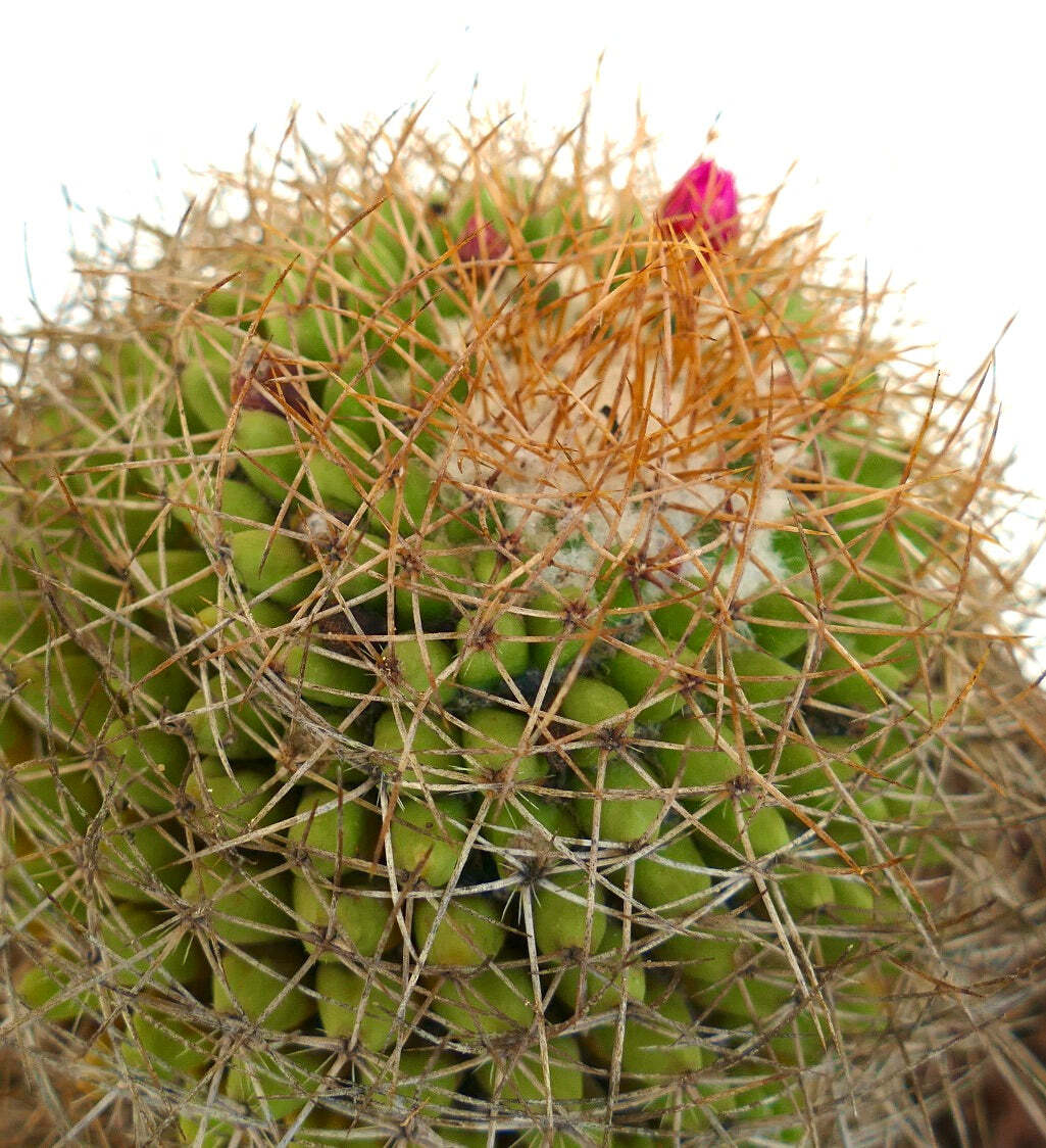 Mammillaria parkinsonii REP 2363 Pena Miller, Querétaro, Mexico –