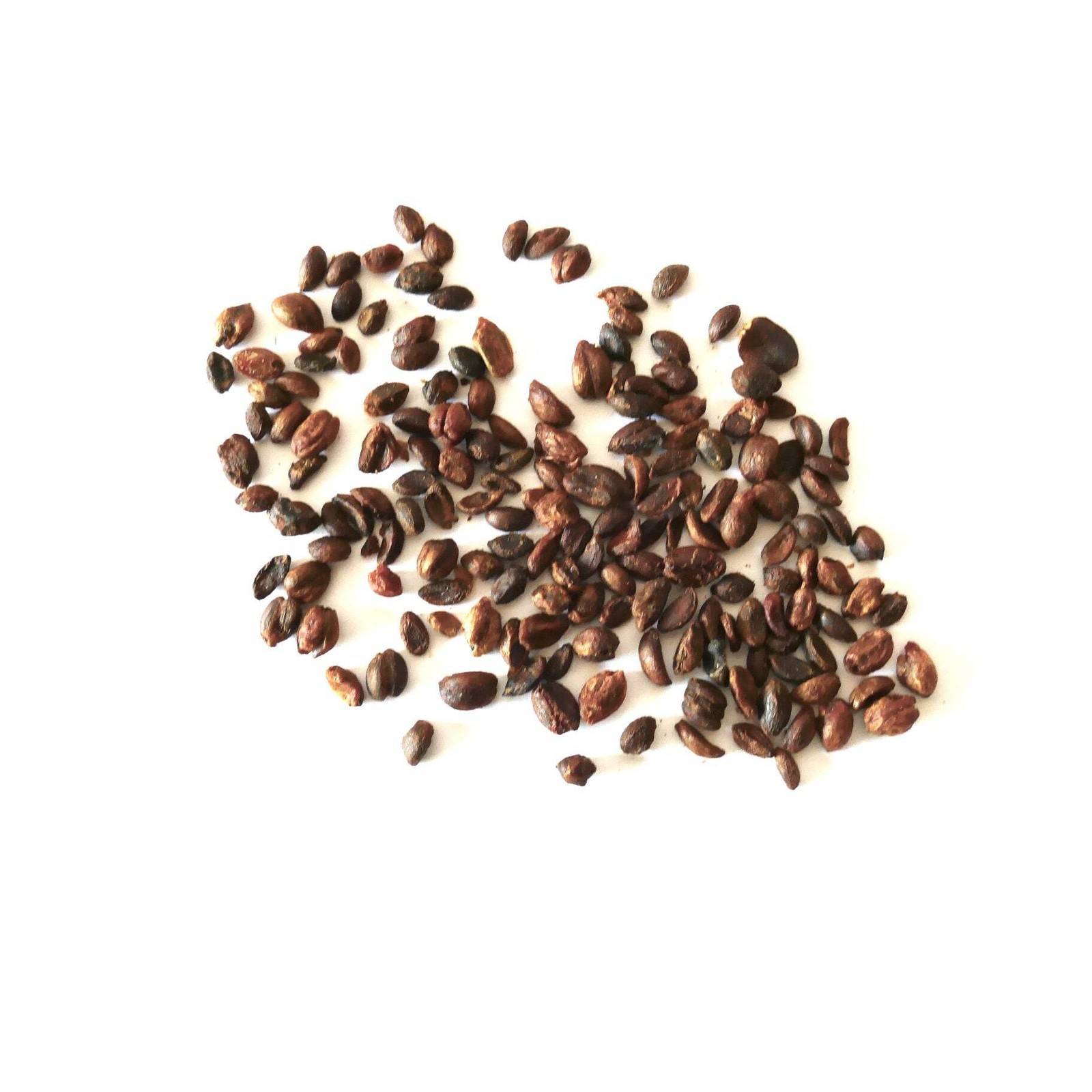 Celastrus paniculatus SEEDS – Intellect tree | Climbing staff tree