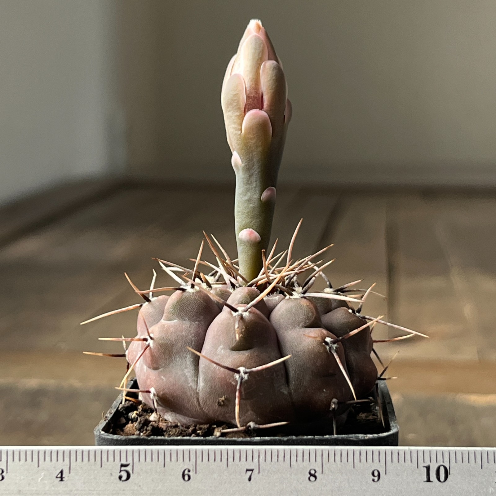A45-724 Gymnocalycium esperanzae, RS2248, Nueva Esperanzo, own root