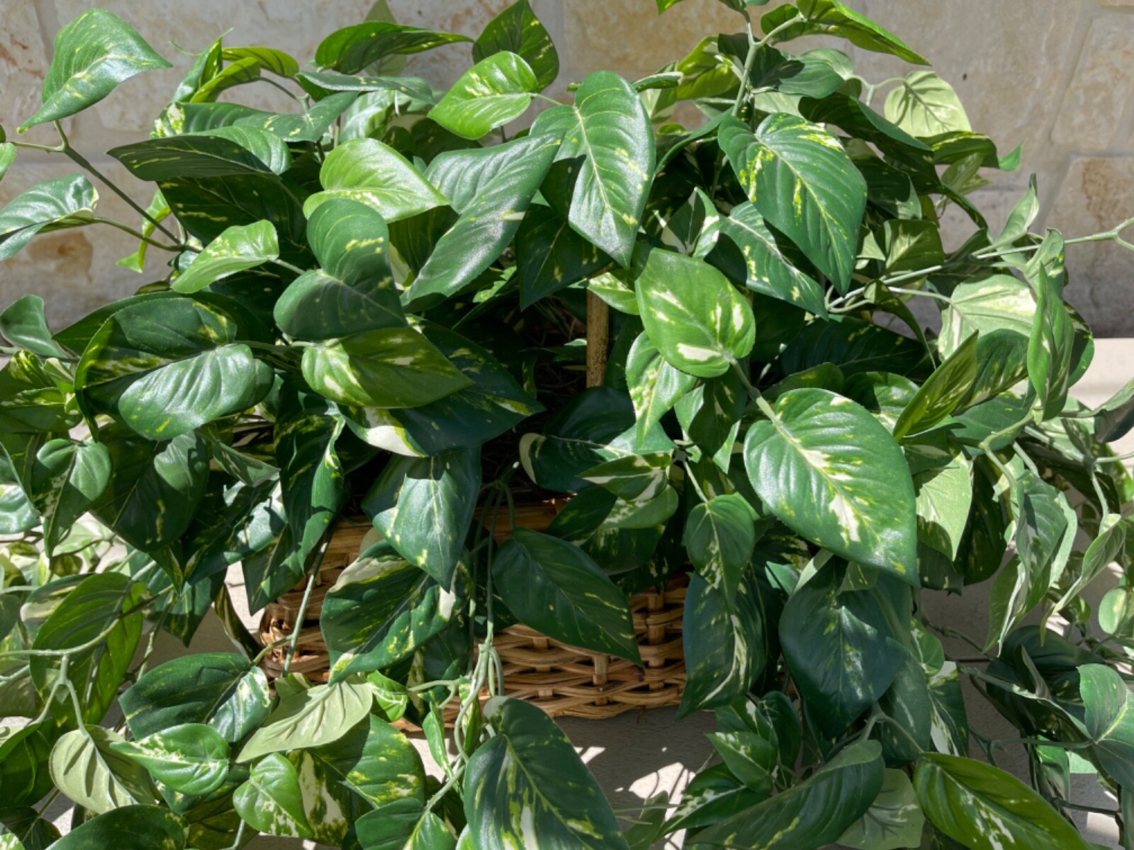 Large Artificial Variegated Philodendron in Handled Woven Bamboo Basket