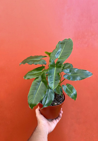 Burle Marx Philodendron Rooted with 6 inch Pots | Indoor & Outdoor Live Tropical