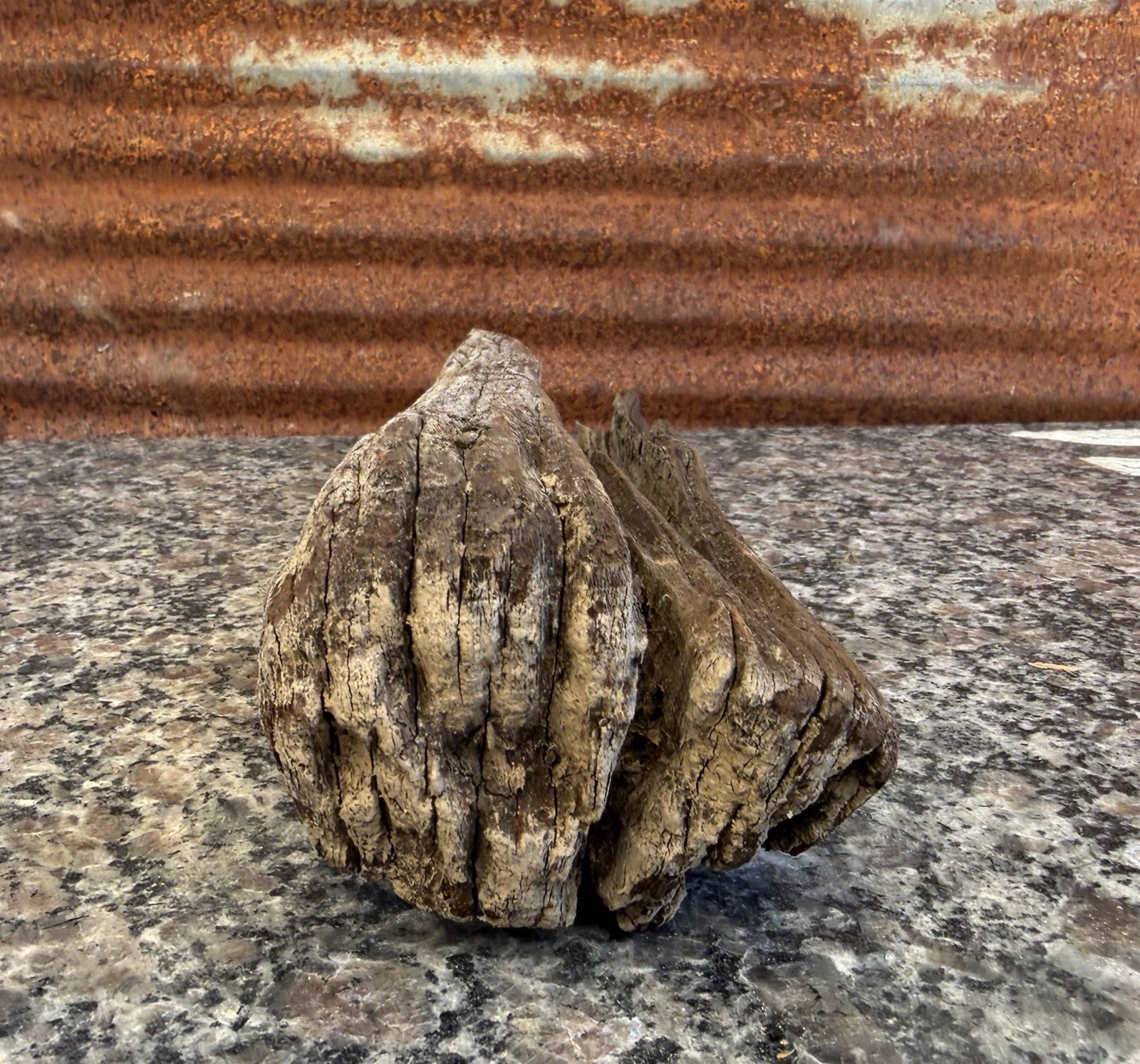 Natural DRIFTWOOD 15” Piece Terrarium Taxidermy Aquarium Art Reptile Decor