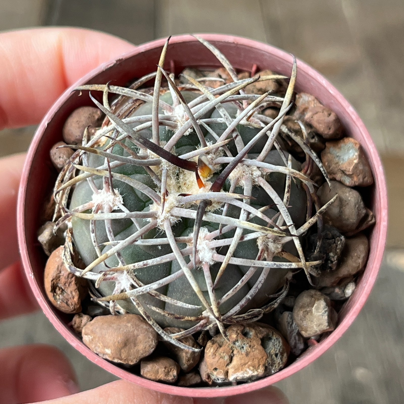 A38-2014 Gymnocalycium mazanense VG660, Cuesta de la Sebia, 1063m, seedling