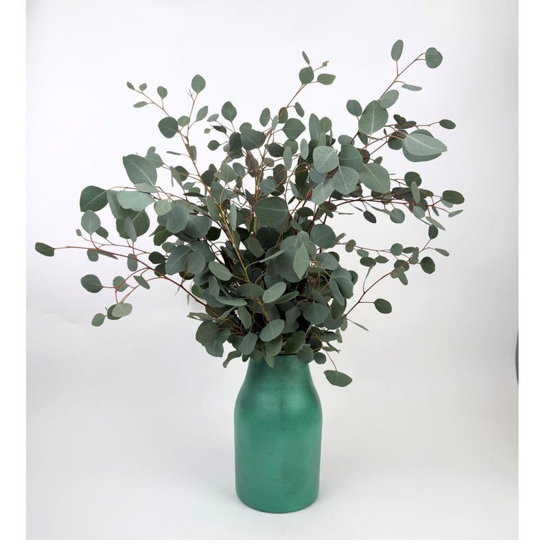 Large Bundle Fresh Silver Dollar Eucalyptus Stems, Home Decor, Gift for Her