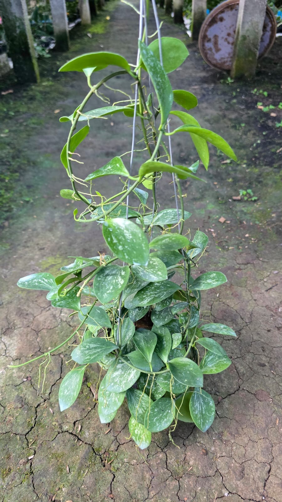 Real Pict Hoya Collina Splash Sp Papua Lush Leaves Rare Tropical Wax Plant