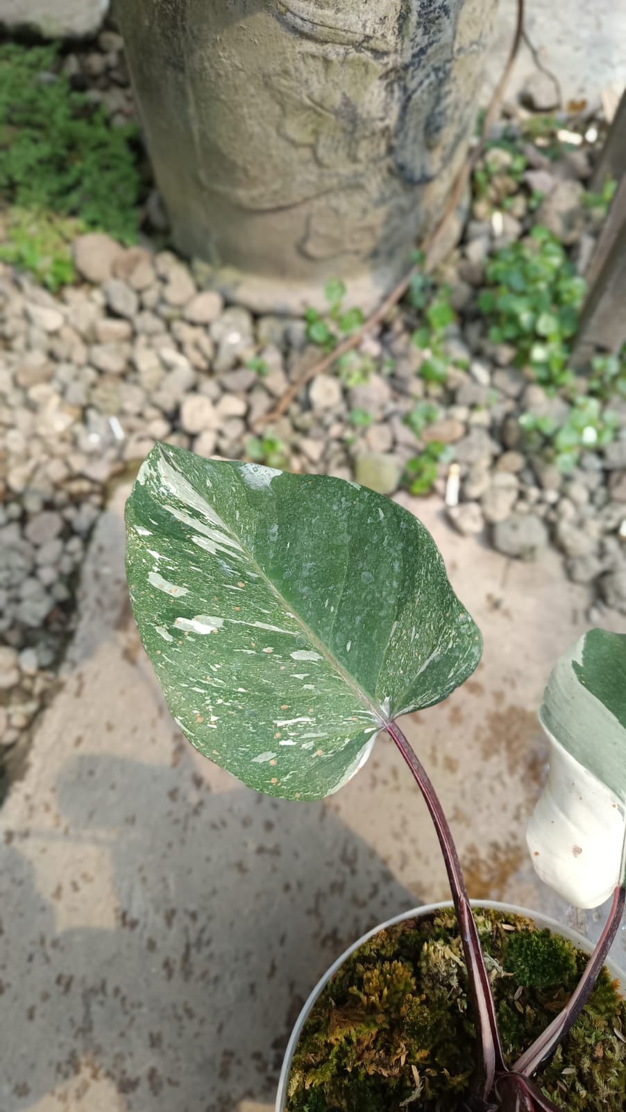 Real Picture Philodendron White Anderson Galaxy Marble Variegated Big Size