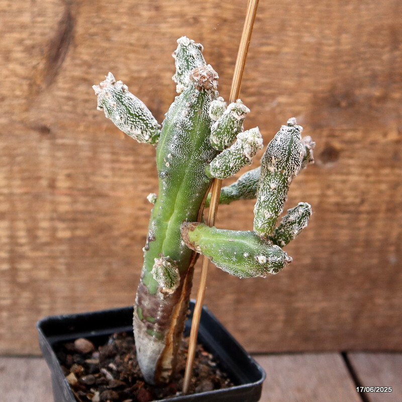 D4635 ASTROPHYTUM MYRIOSTIGMA HUBUKI pot8-H15-W9 cm MaMa Cactus