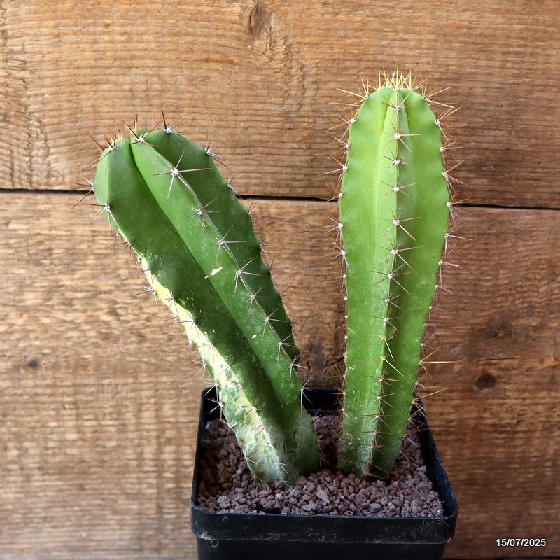 D5305 POLASKIA CHENDE VARIEGATED pot12-H21-W15 cm MaMa Cactus
