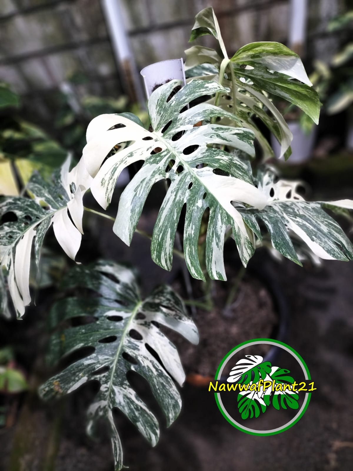 New Monstera Albo White Tiger Variegated Size Large Real Picture