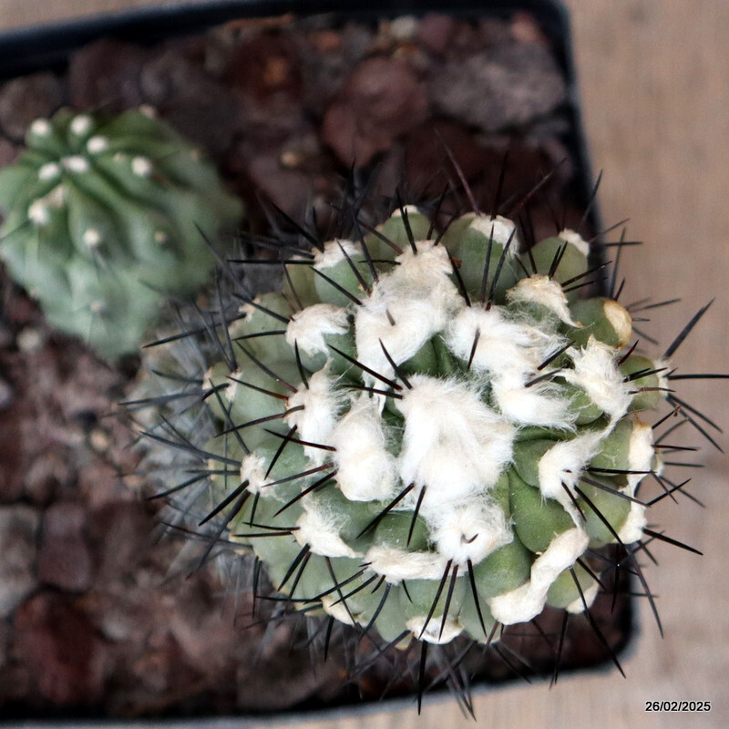 D3210 COPIAPOA CUCICENTRA pot14-H16-W13 cm MaMa Cactus