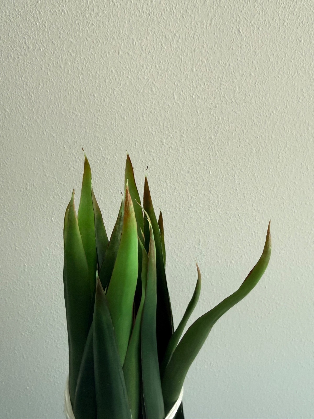 Pottery Barn Faux Yucca Plant 29″ Tall with Removable White Ceramic Pot