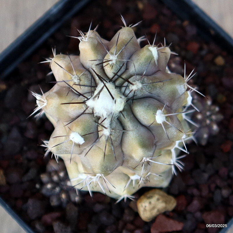 A5029 COPIAPOA MOLLICULA FR 525 pot 9 cm H 7,5 cm W 5,5 cm MaMa Cactus