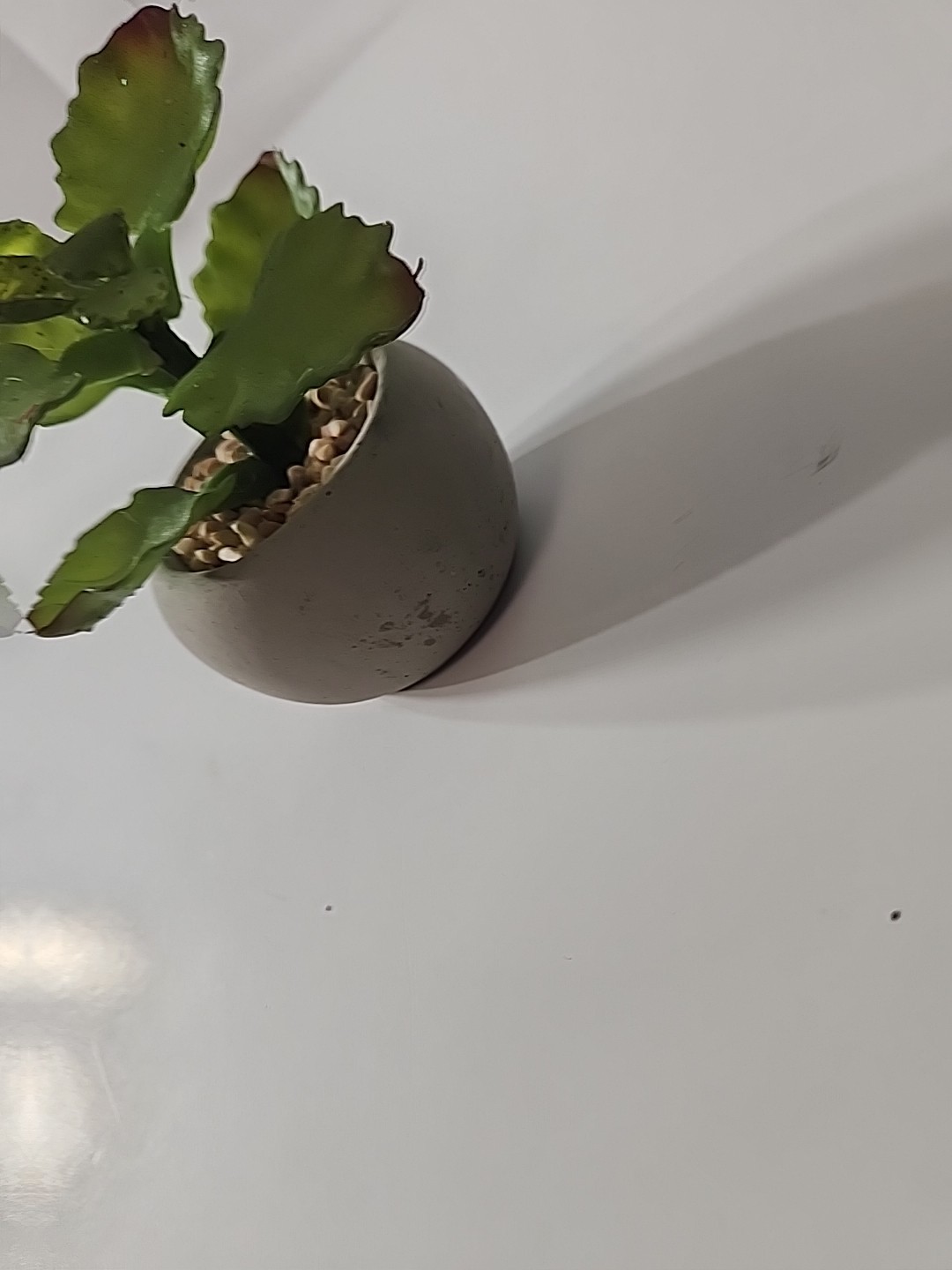 Tiny Articifial House Plant. 4 Inches Tall. Concrete Style Pot.