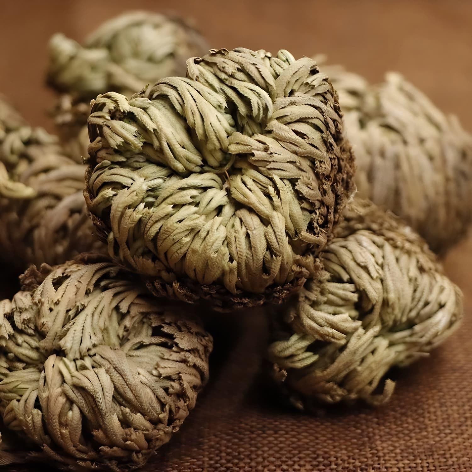5 Pack Big 3.5″ Rose of Jericho Resurrection Plants, Flor De Jerico Original Dri