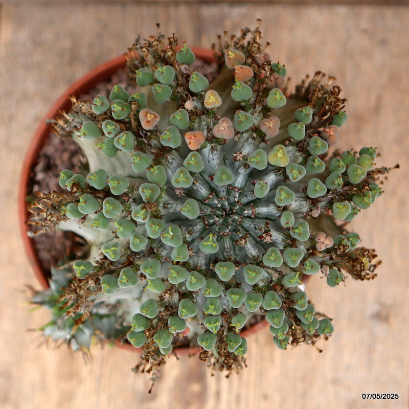 D3959 EUPHORBIA HORRIDA SNOWFLAKE pot14-H15-W16 cm MaMa Cactus