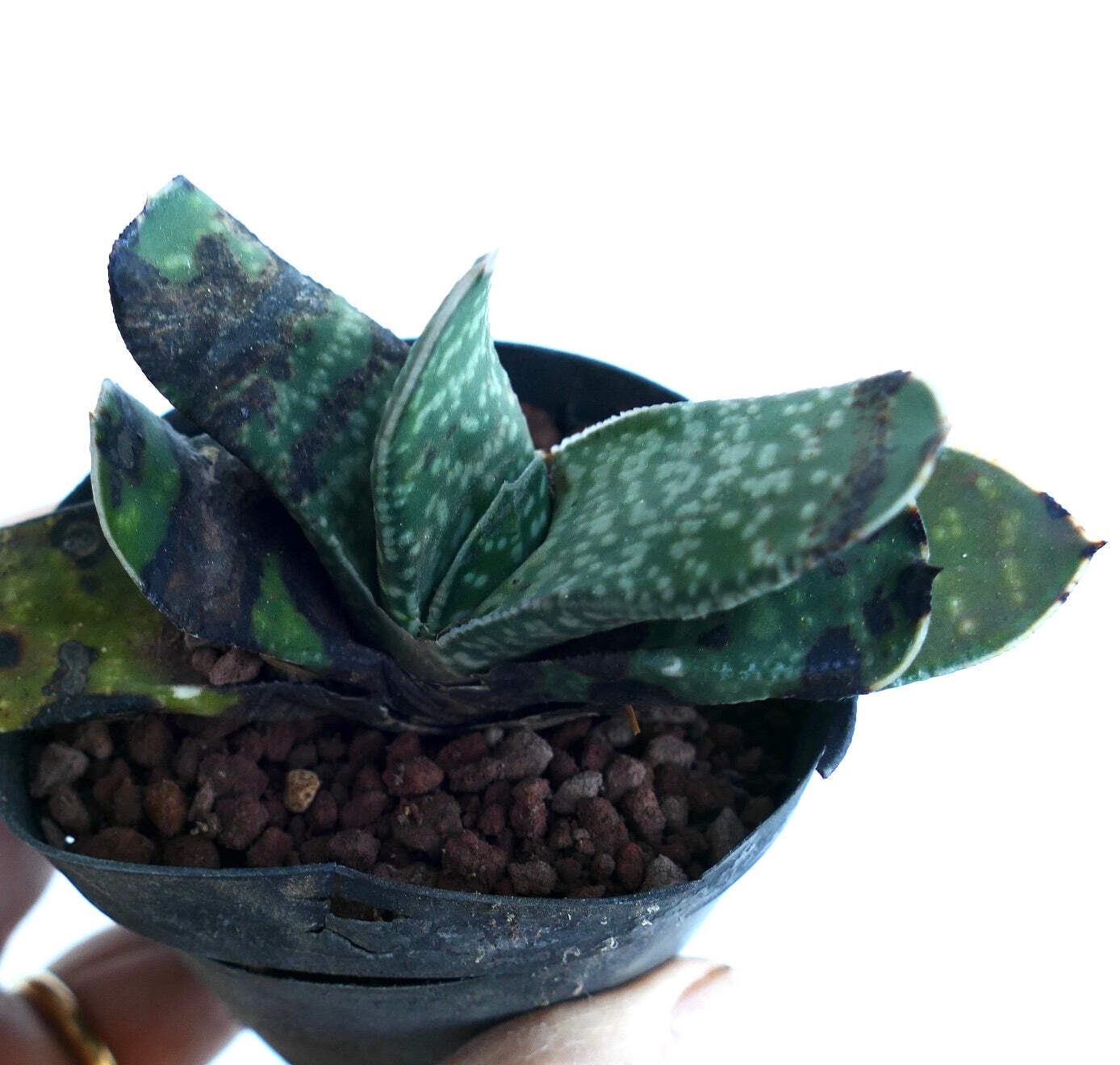 Gasteria bicolor SELECTED – Lawyer’s tongue | Ox tongue