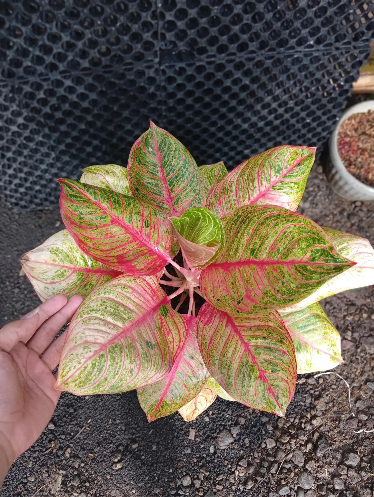 Real Picture Aglaonema Hughes Lush Leaves Medium Size