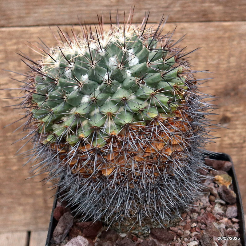 D3445 MAMMILLARIA MELANOCENTRA pot14-H17-W13 cm MaMa Cactus