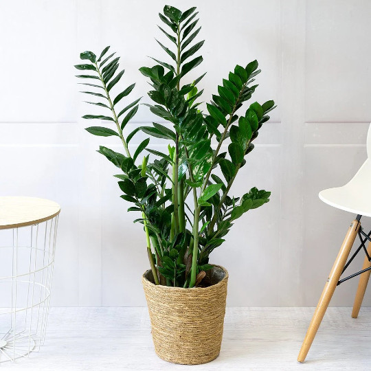 ZZ Plant with 6″ inch Potted Live Houseplant | Zamioculcas Zamiifolia