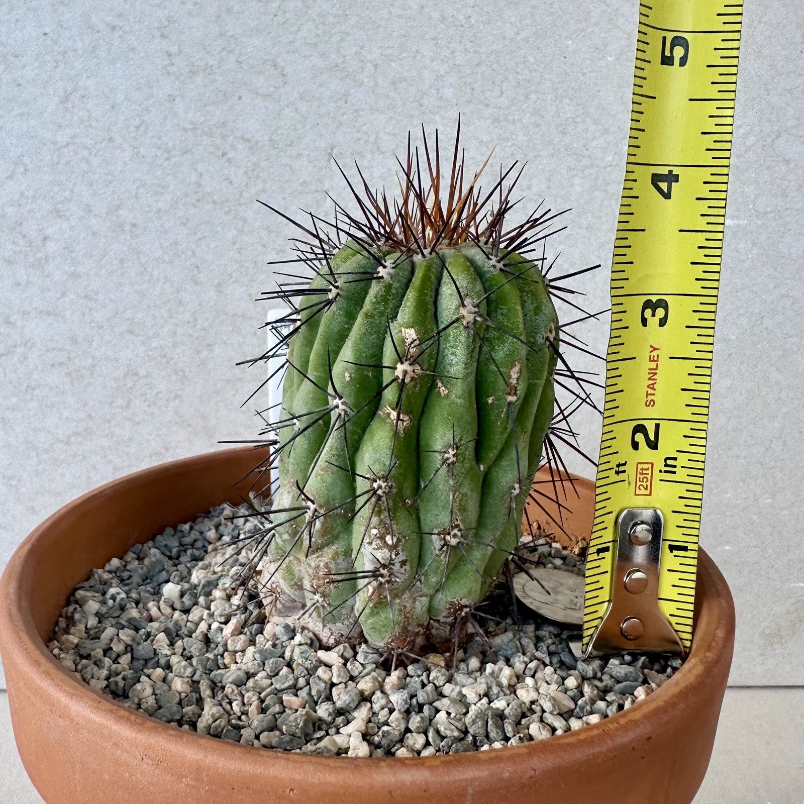 Copiapoa Haseltoniana ssp. GIGANTEA own roots US SELLER WYSIWYG