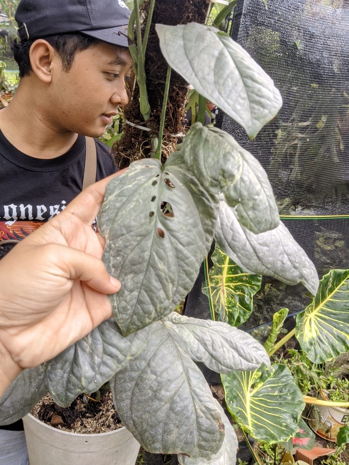 Amidrium Silver Galaxy Variegated Very Beauty Real Picture