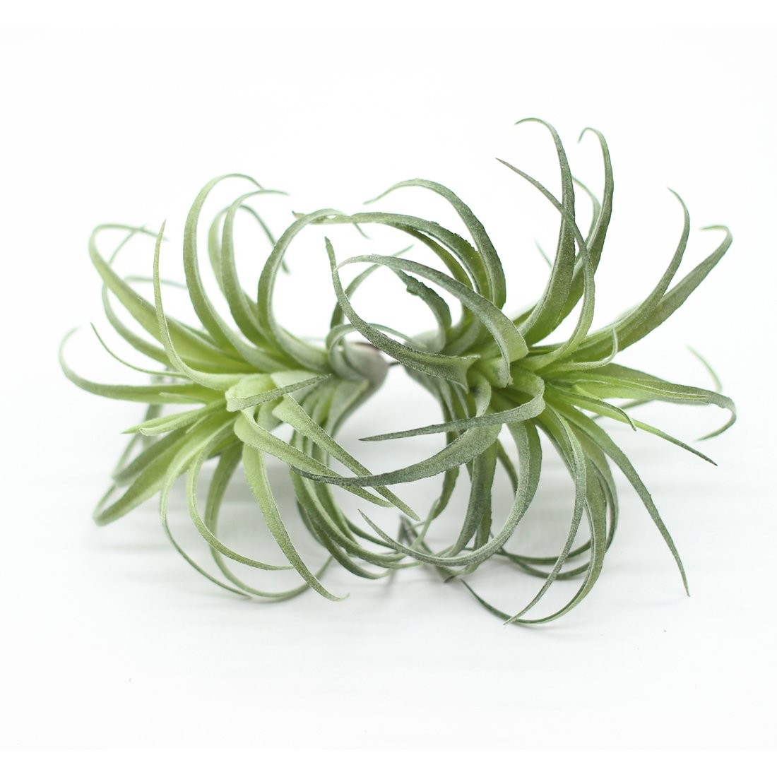 2PCS Artificial Flocking Tillandsia Air Plants Faux Succulents Bromeliads for…