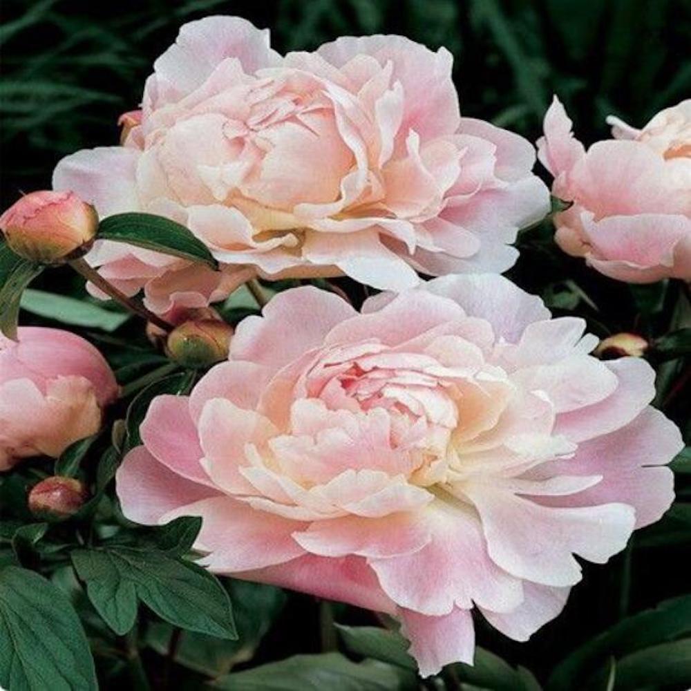 (10) PEONIES SEEDS rare exotic flower home blossom garden USA SELLER W/TRACKING